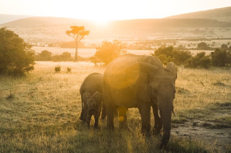 Sustainable Travel: Hands-on community and conservations experience in Africa